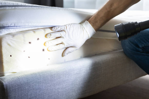 Best Affordable Exterminators  in Shokan, NY