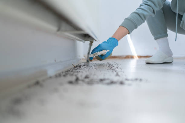 Best Wasp Removal Services  in Shokan, NY